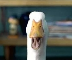 aflac duck